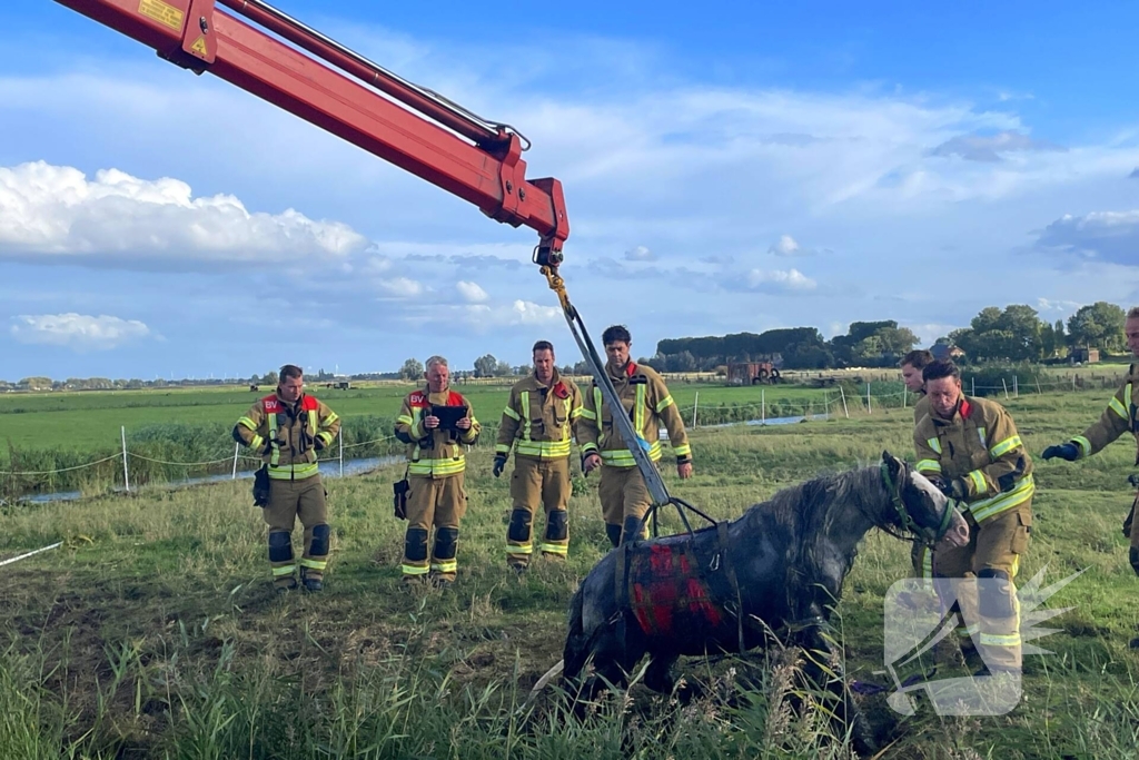 Brandweer takelt paard uit water