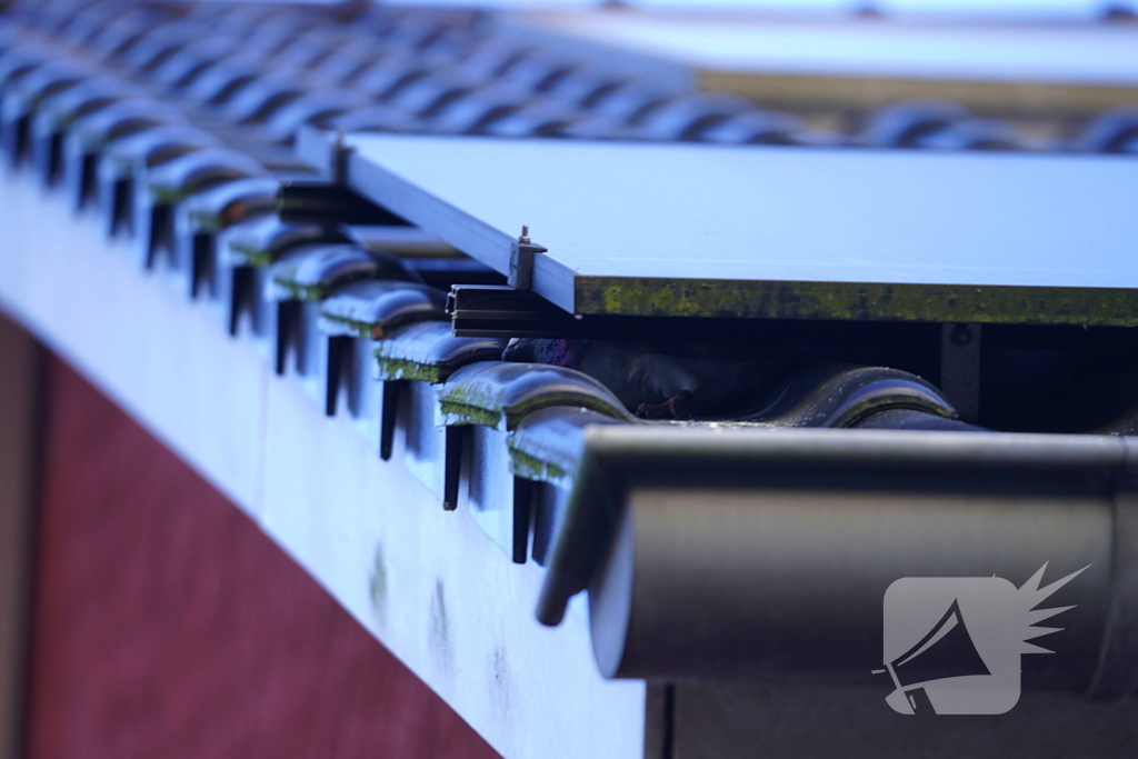 Brandweer redt duif uit benarde situatie