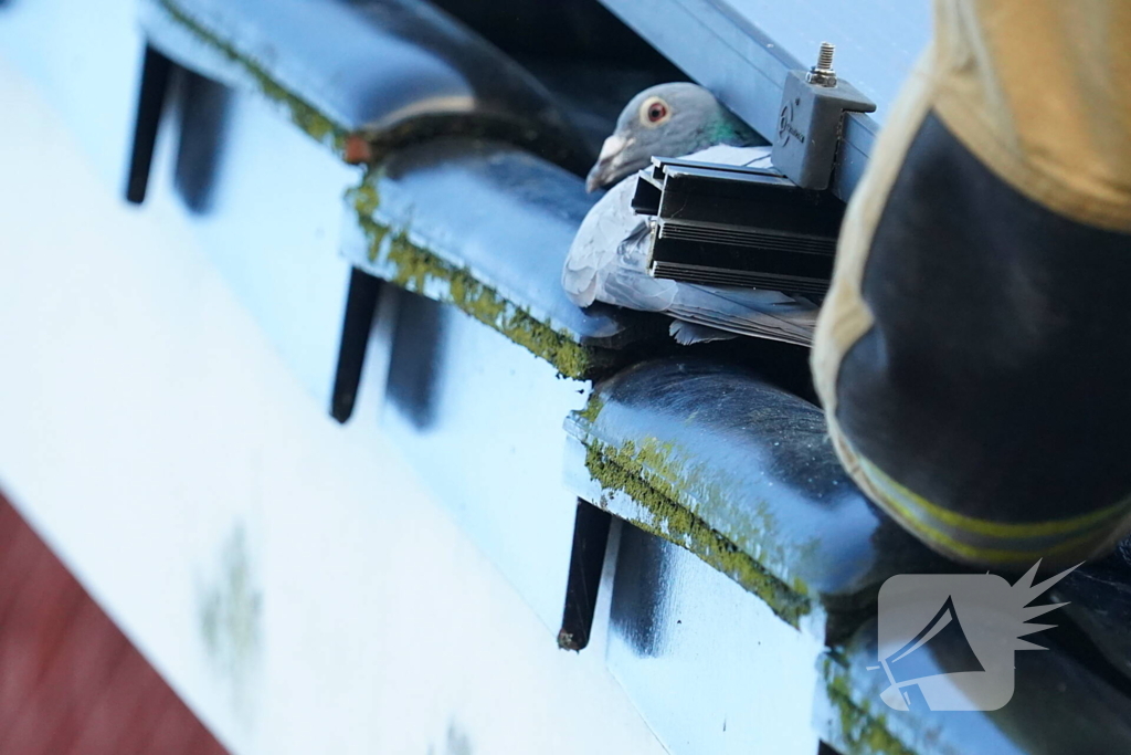 Brandweer redt duif uit benarde situatie