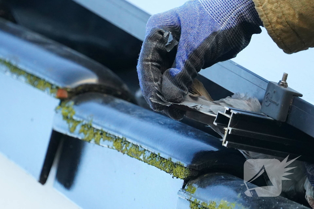 Brandweer redt duif uit benarde situatie