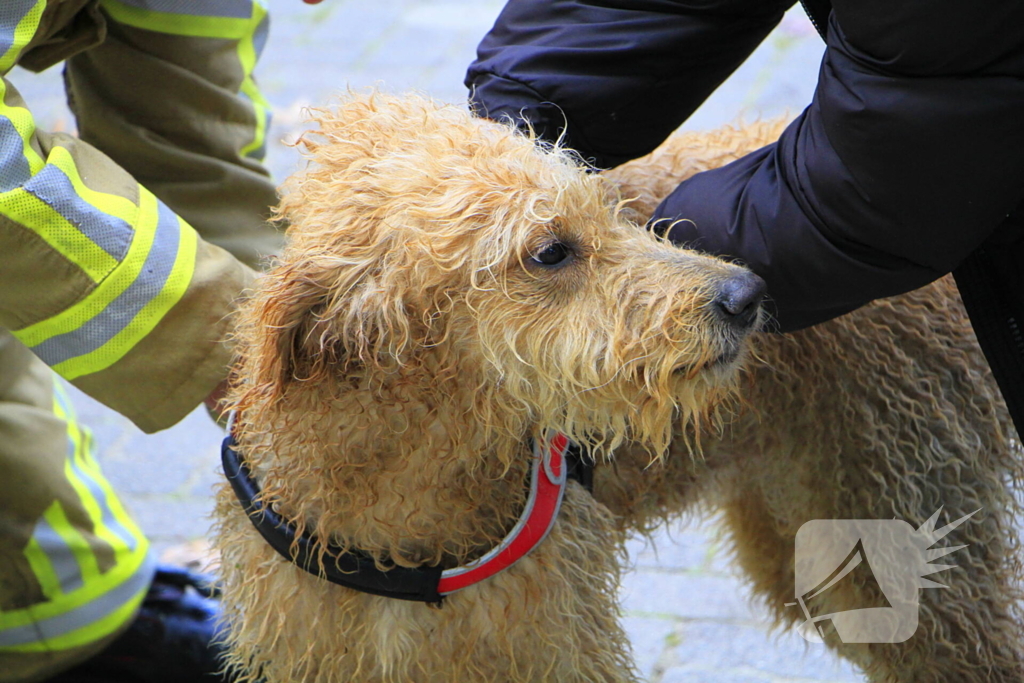 Hondje Rex gered uit water
