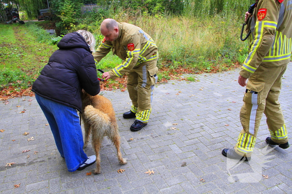 Hondje Rex gered uit water