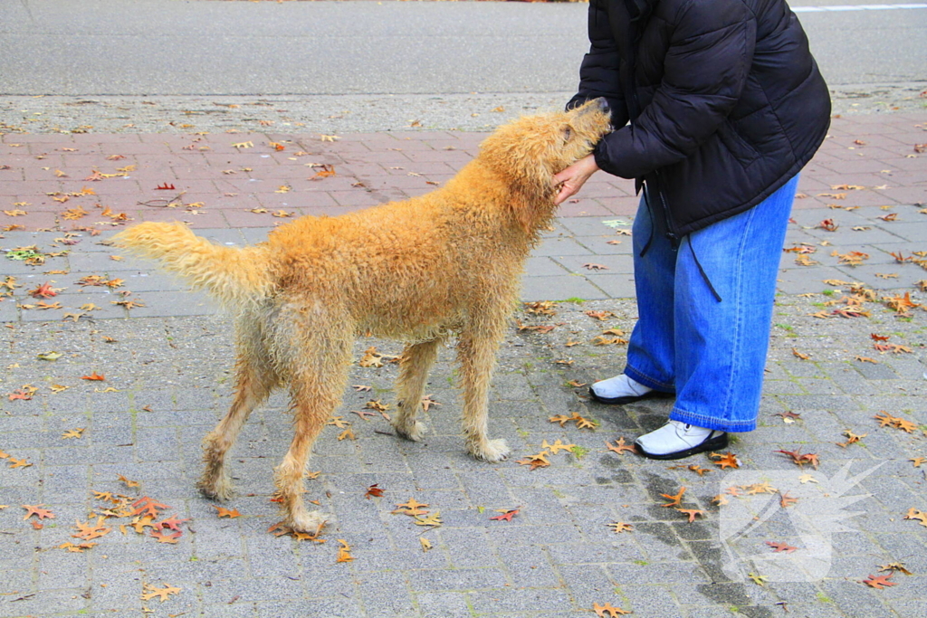 Hondje Rex gered uit water