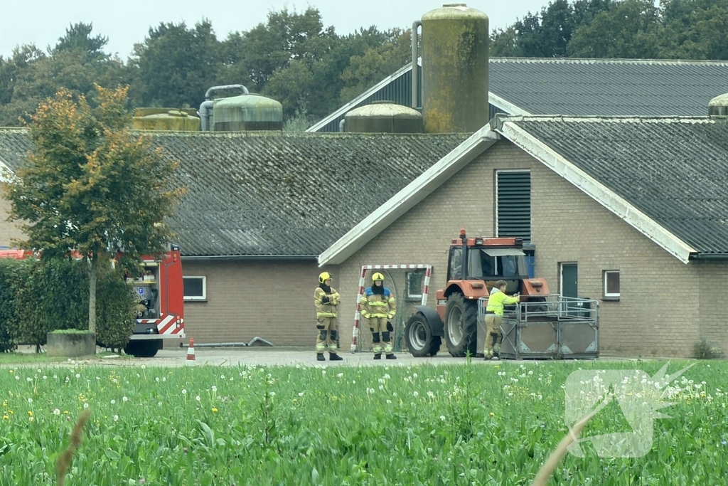 Varkens raken in de problemen bij mestput