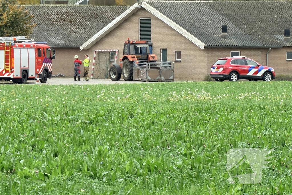 Varkens raken in de problemen bij mestput