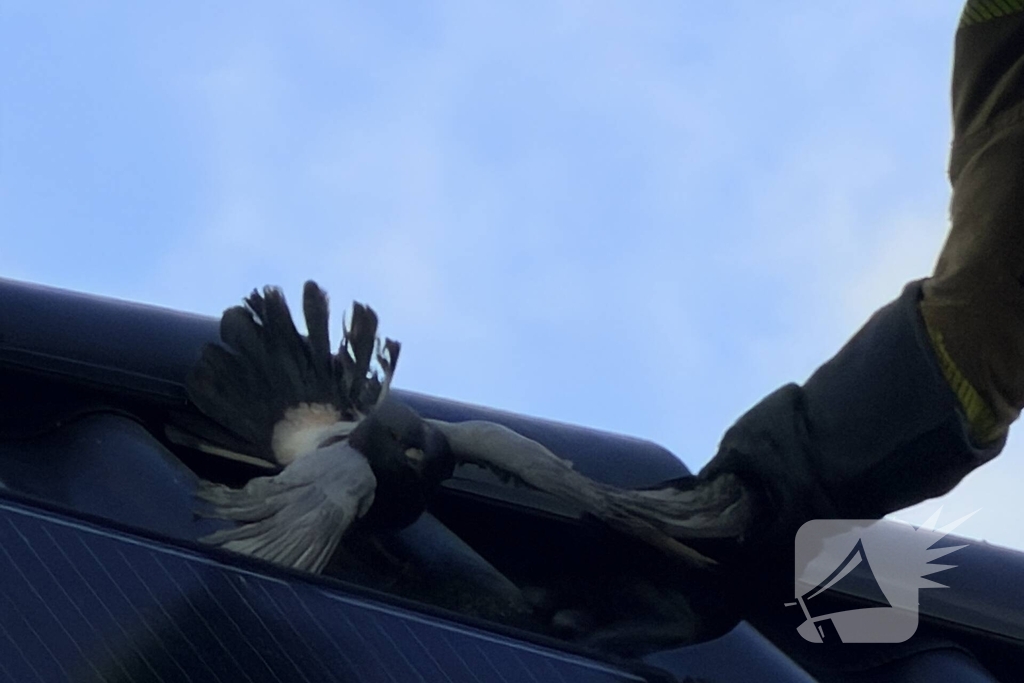 Duif vast aan dakpan