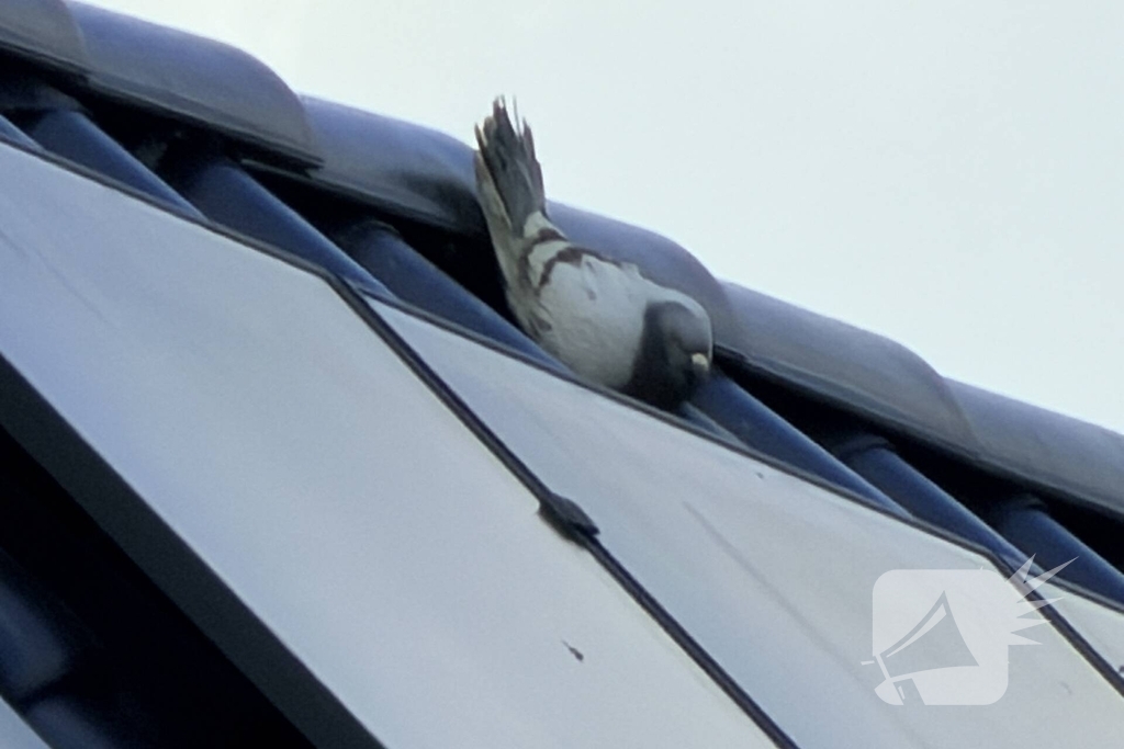 Duif vast aan dakpan