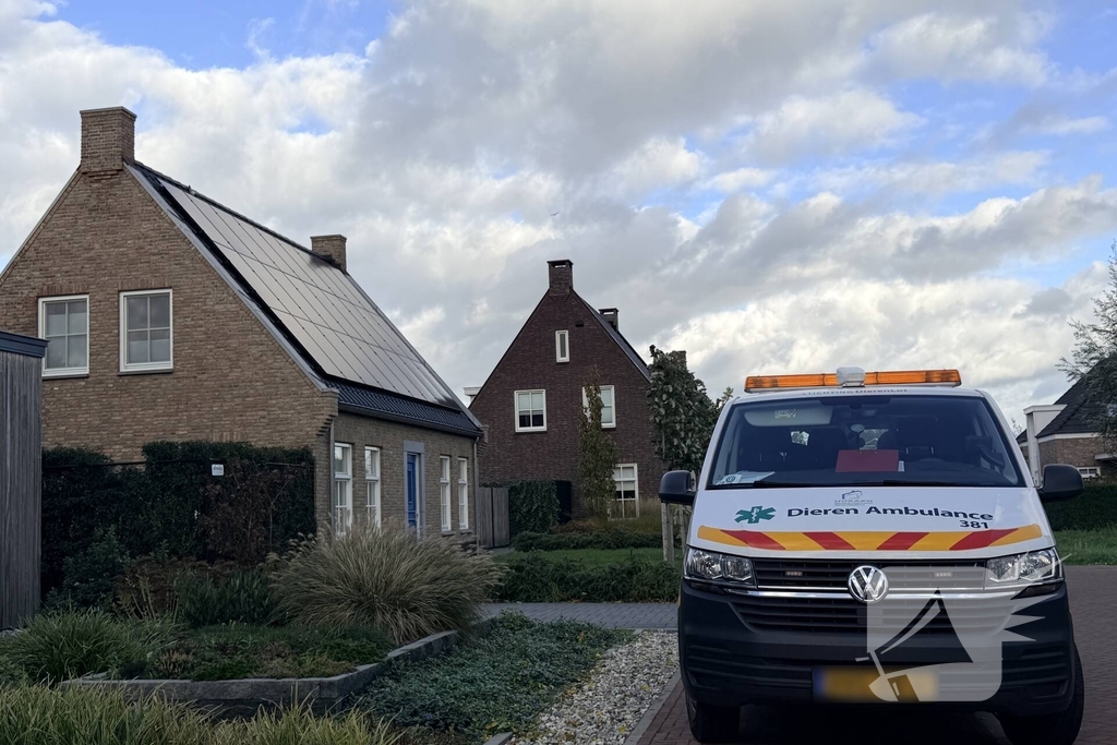 Duif vast aan dakpan