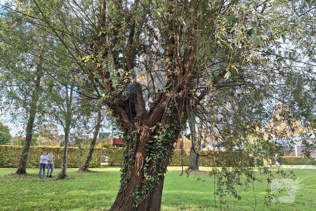 Boombrand trekt publiek