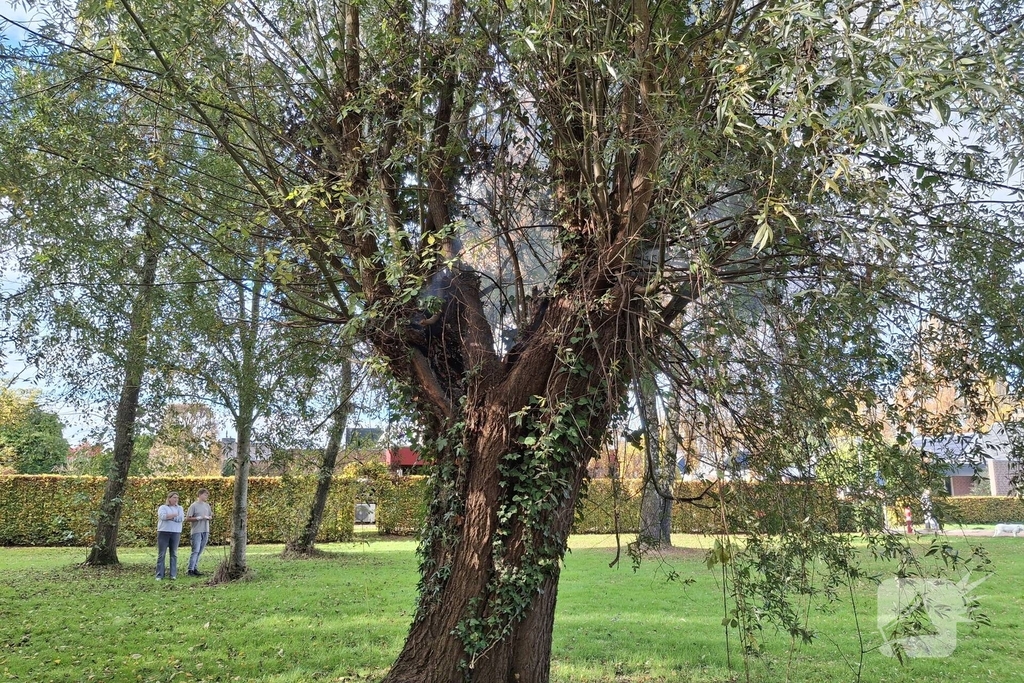 Boombrand trekt publiek