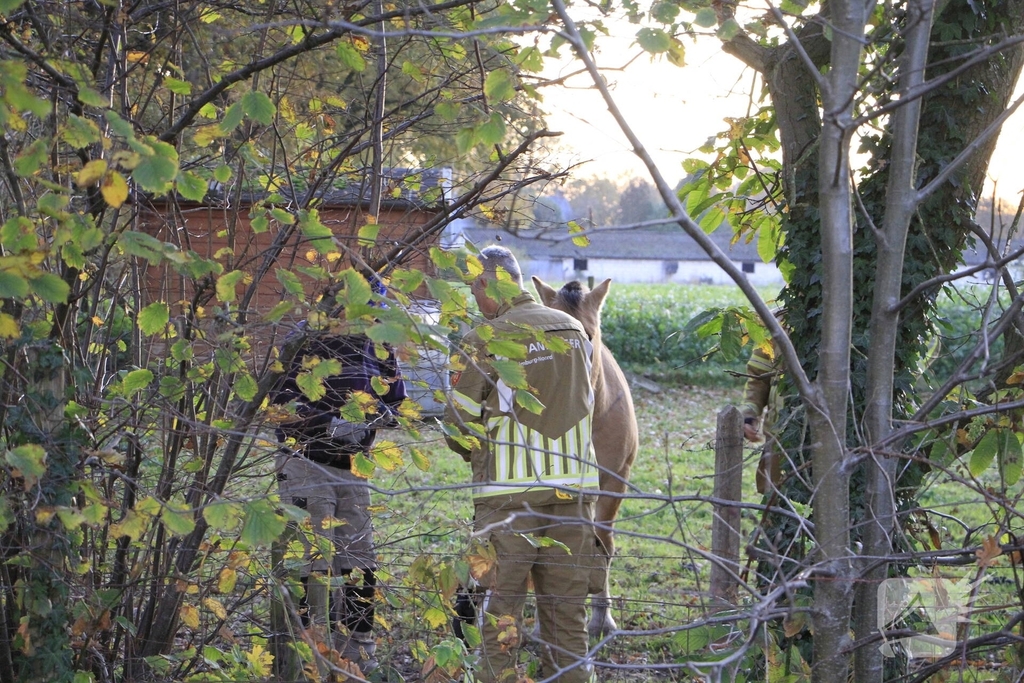 Paard vast tussen prikkeldraad