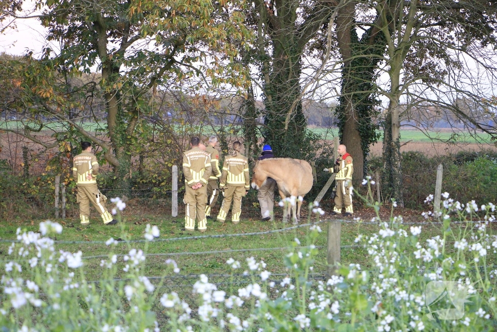 Paard vast tussen prikkeldraad