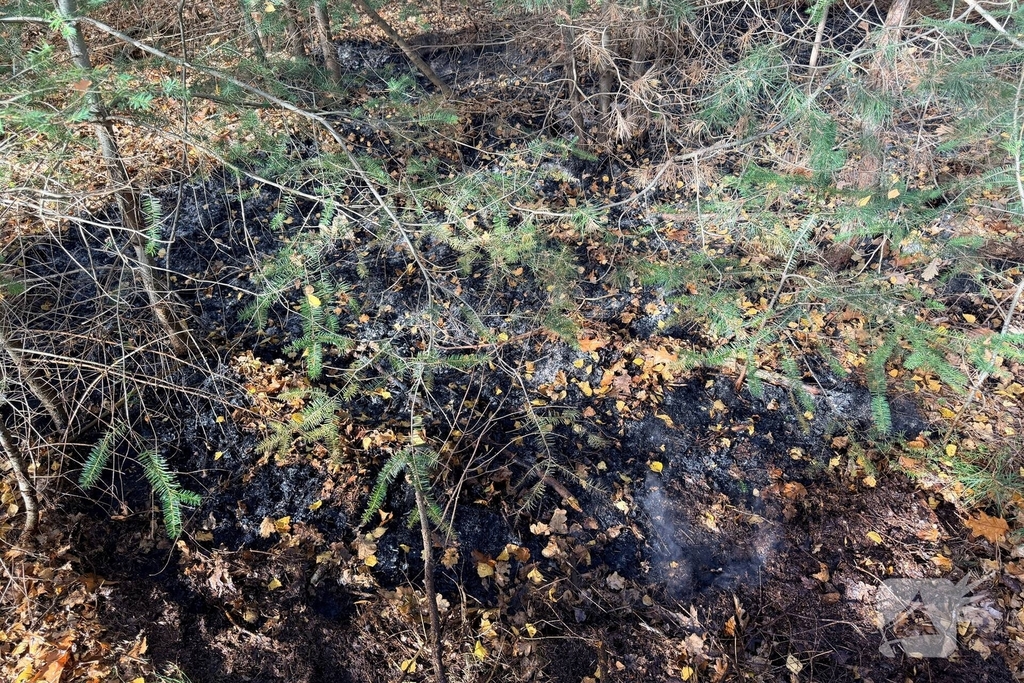 Brand verwoest bosgebied