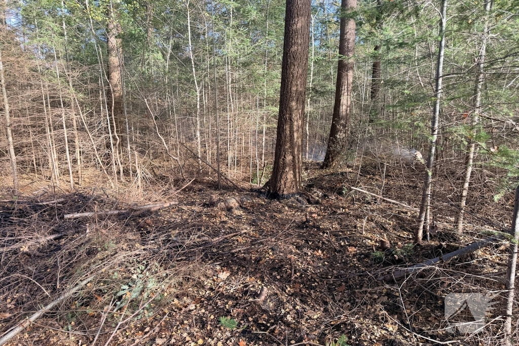 Brand verwoest bosgebied