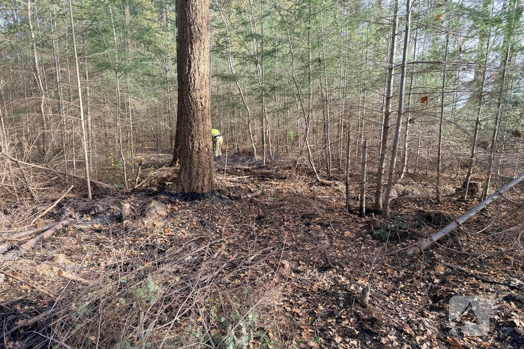 Brand verwoest bosgebied