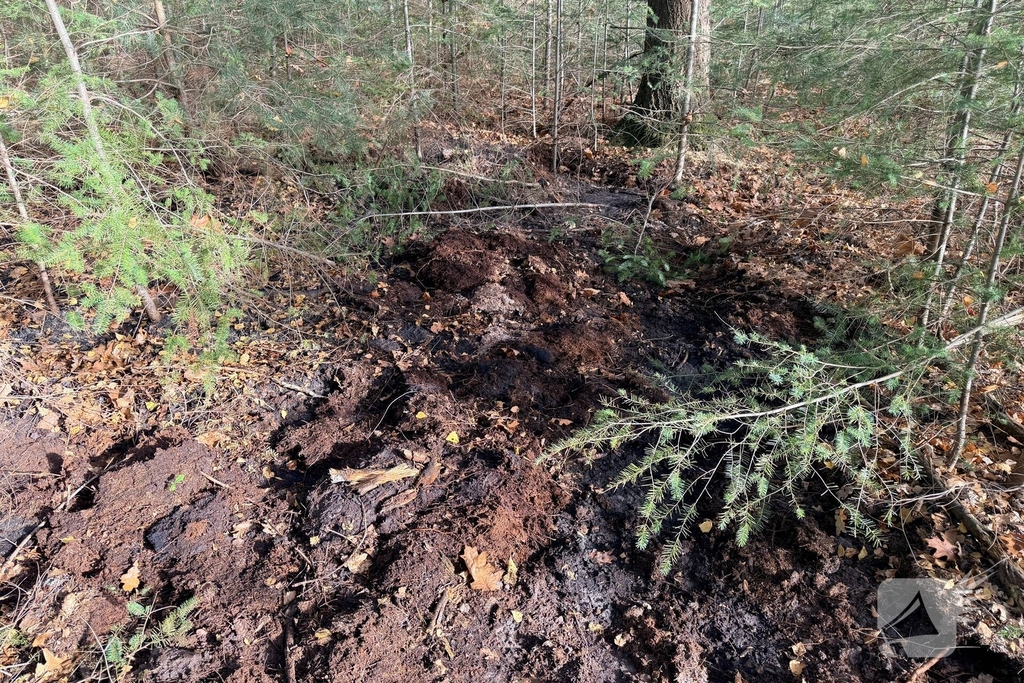 Brand verwoest bosgebied