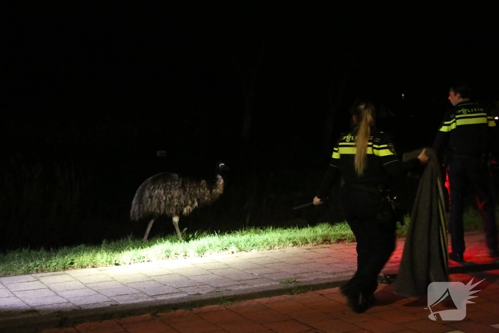 Ontsnapte emoe houdt politie bezig