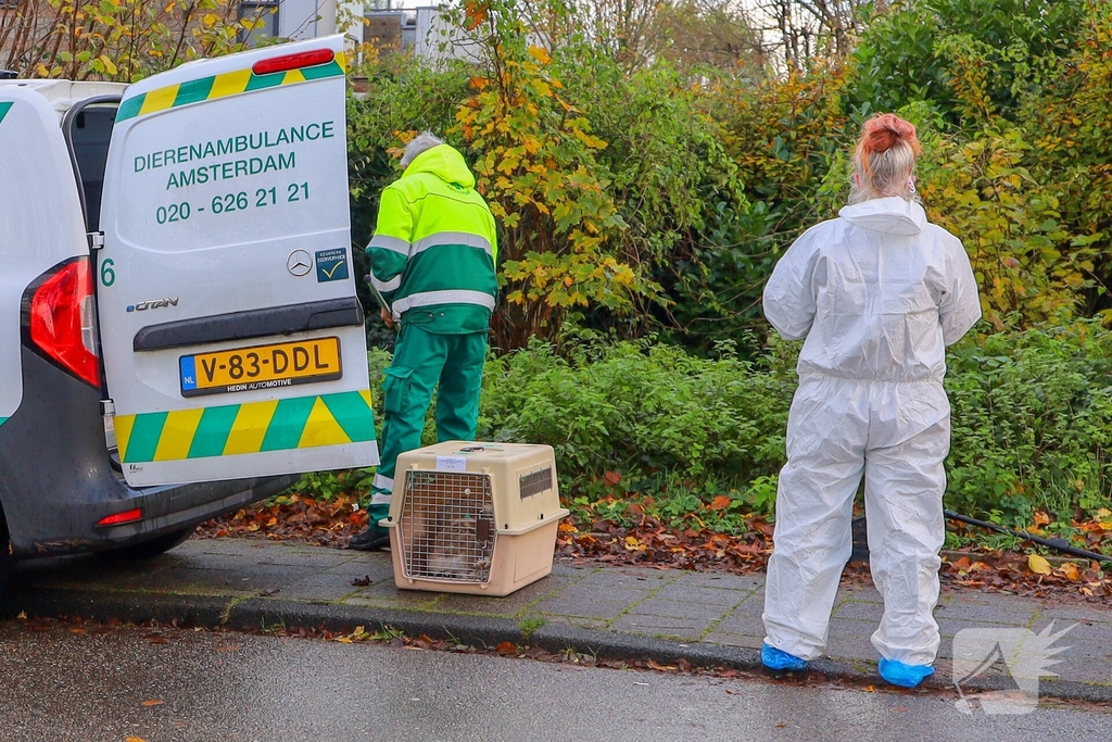 Brandweer redt zwaan met vermoedelijke vogelgriep