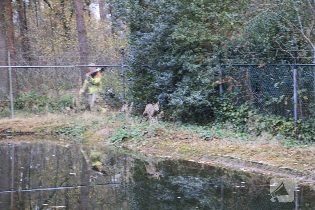Brandweer en politie redden ree uit poel