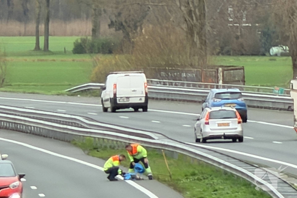 Hond overleden na aanrijding met auto