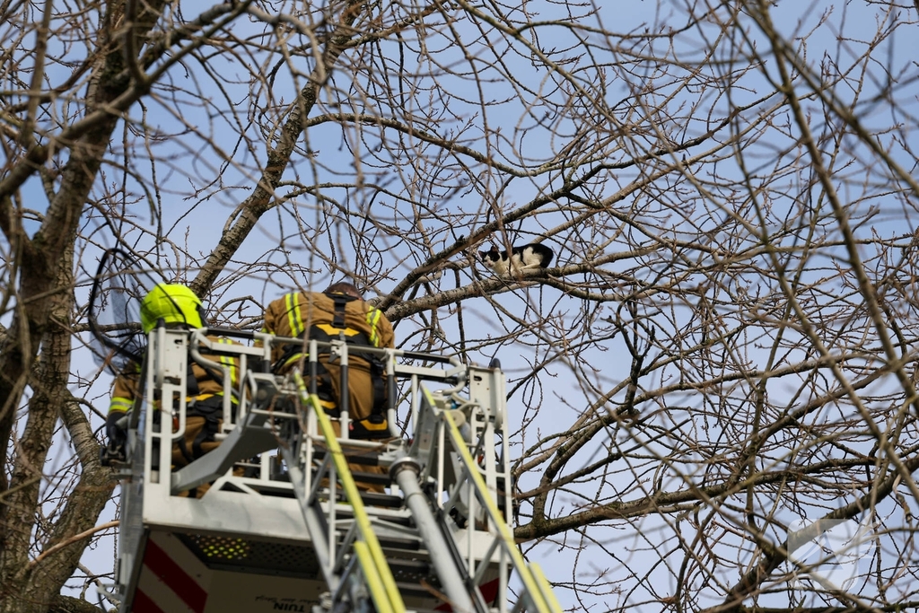 Kattenredding leidt tot tijdelijke verkeershinder