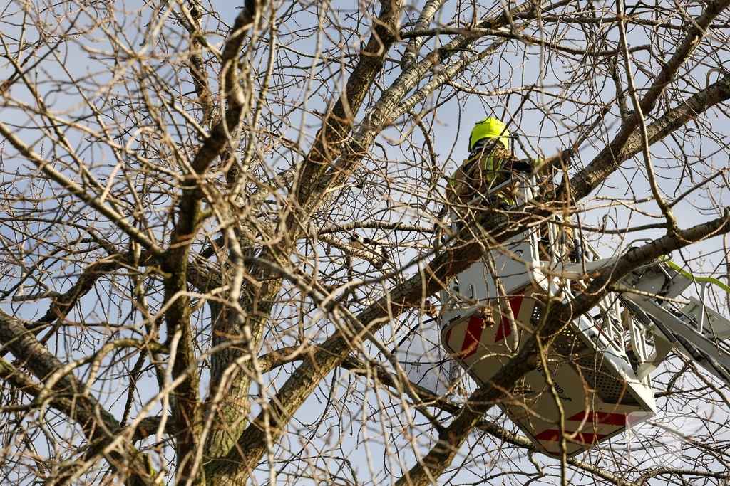 Kattenredding leidt tot tijdelijke verkeershinder