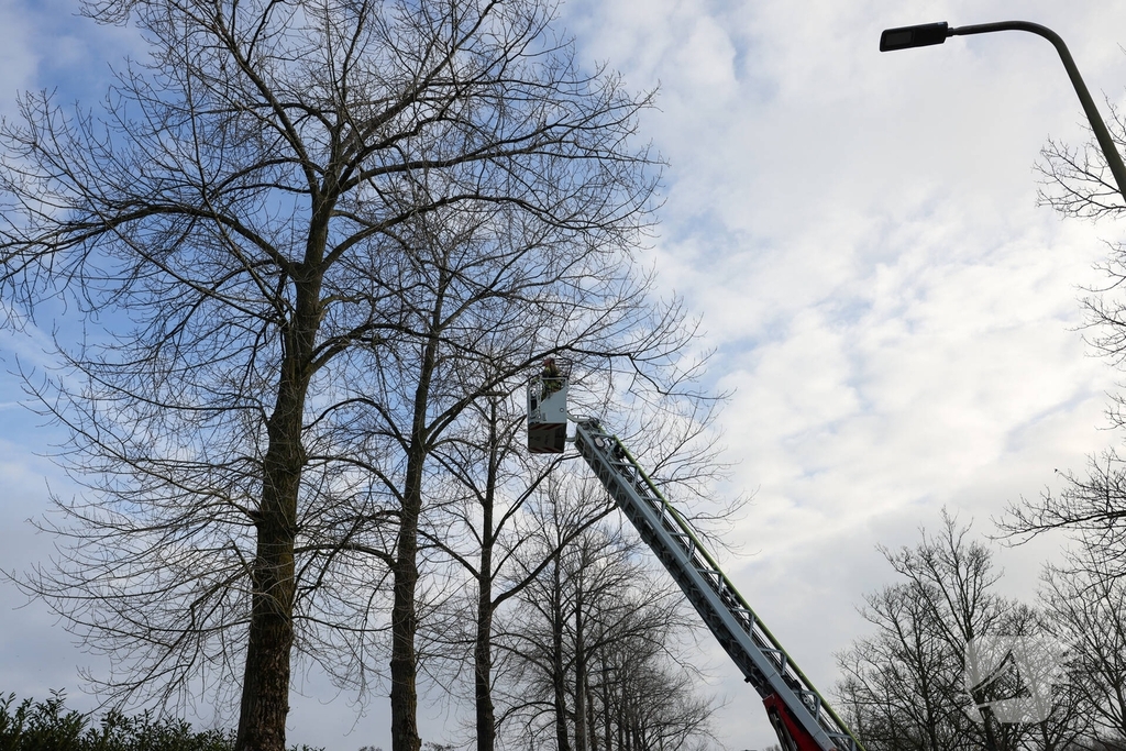 Kattenredding leidt tot tijdelijke verkeershinder