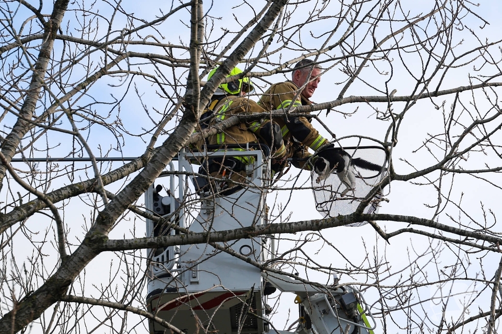 Kattenredding leidt tot tijdelijke verkeershinder