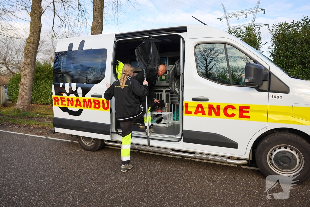 Kattenredding leidt tot tijdelijke verkeershinder