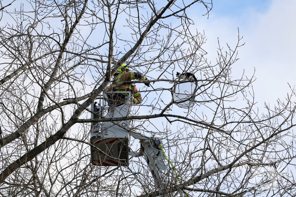 Kattenredding leidt tot tijdelijke verkeershinder