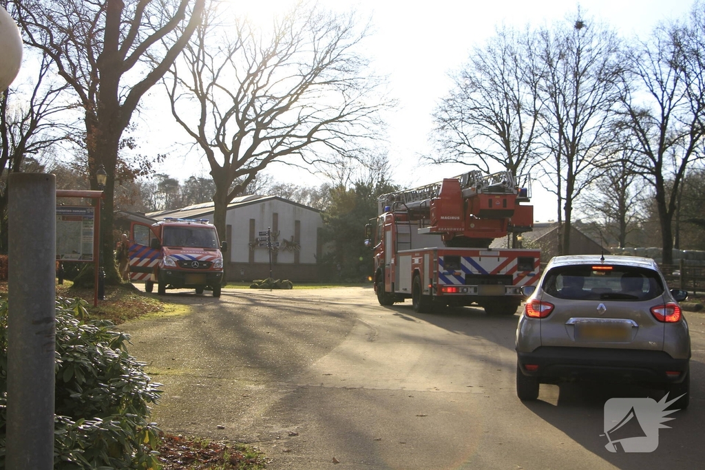 Brandweer redt kat uit boom