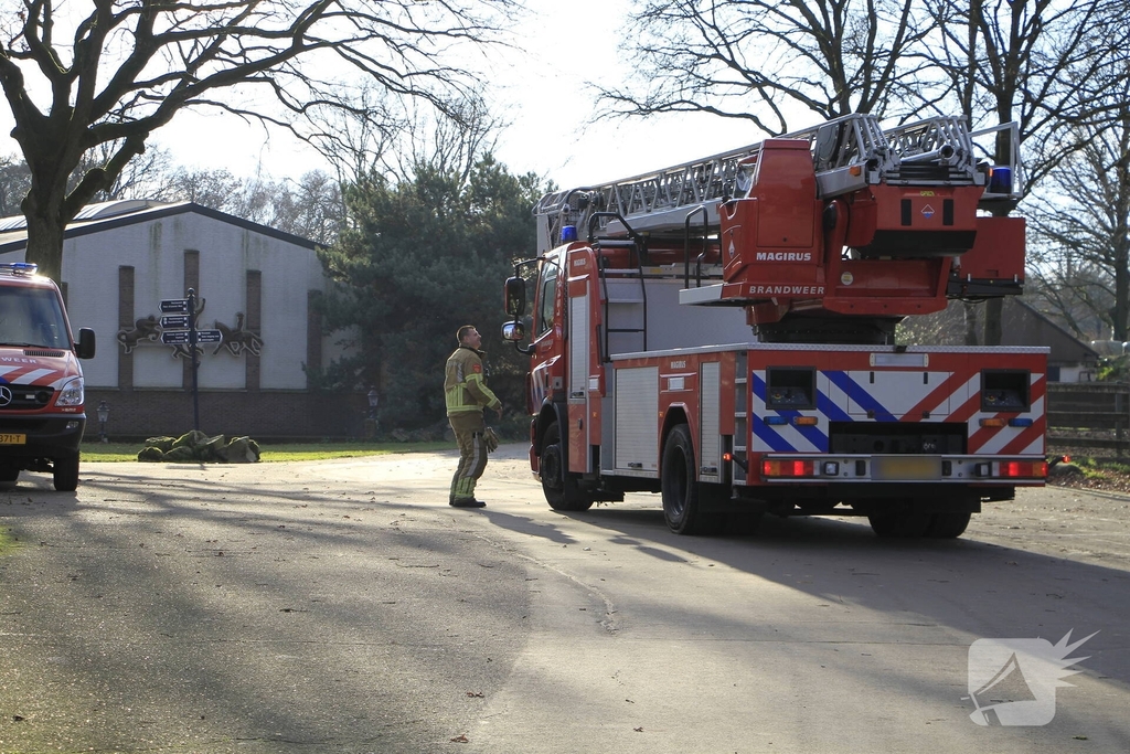 Brandweer redt kat uit boom