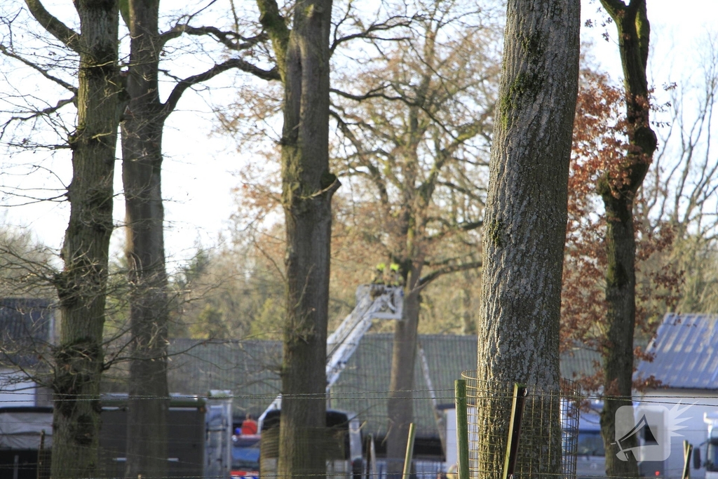 Brandweer redt kat uit boom