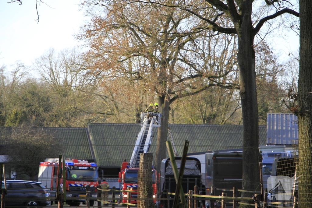Brandweer redt kat uit boom