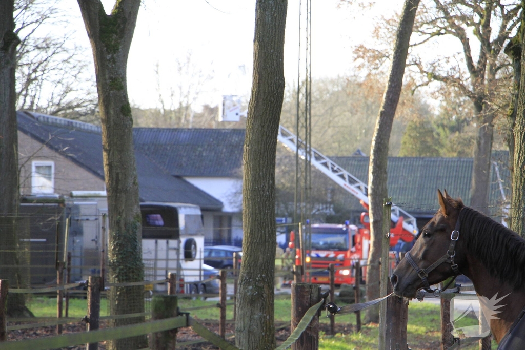 Brandweer redt kat uit boom