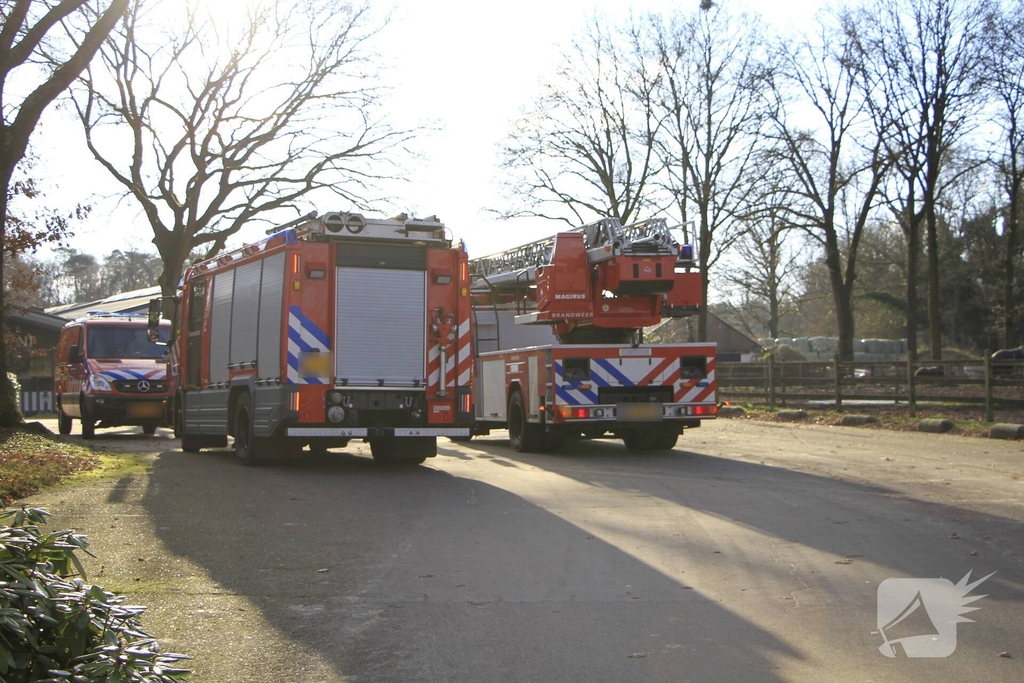 Brandweer redt kat uit boom