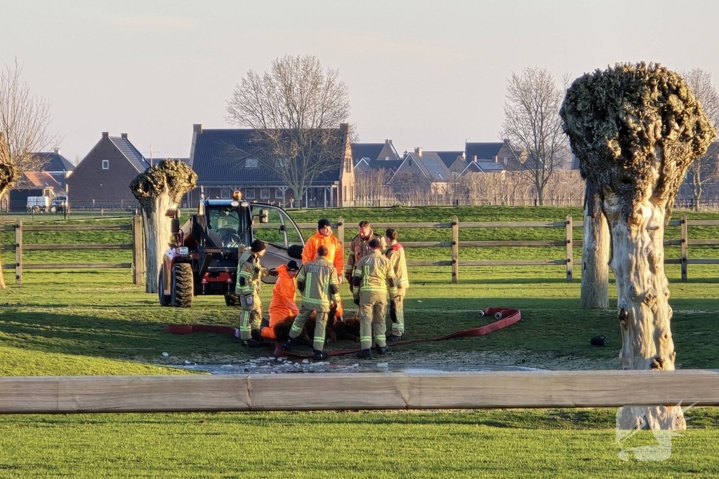 Schotse Hooglander in nood na doorzakken ijs