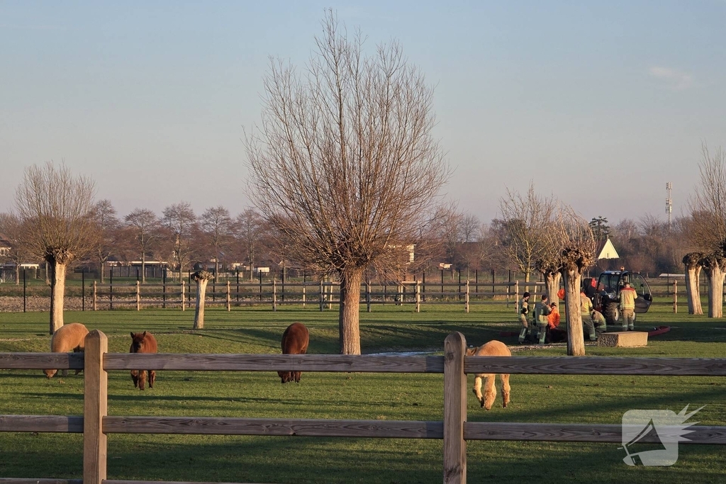 Schotse Hooglander in nood na doorzakken ijs