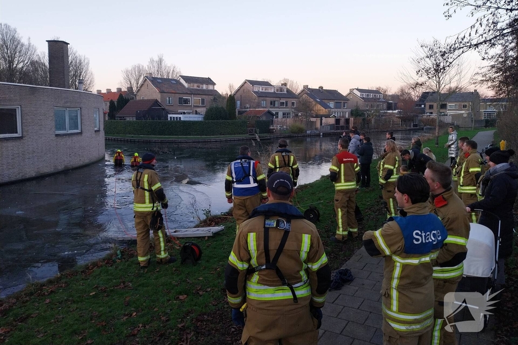 Eend vast op ijs krijgt hulp