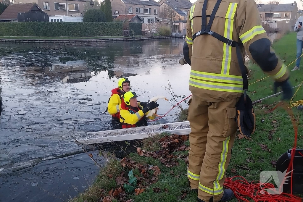 Eend vast op ijs krijgt hulp