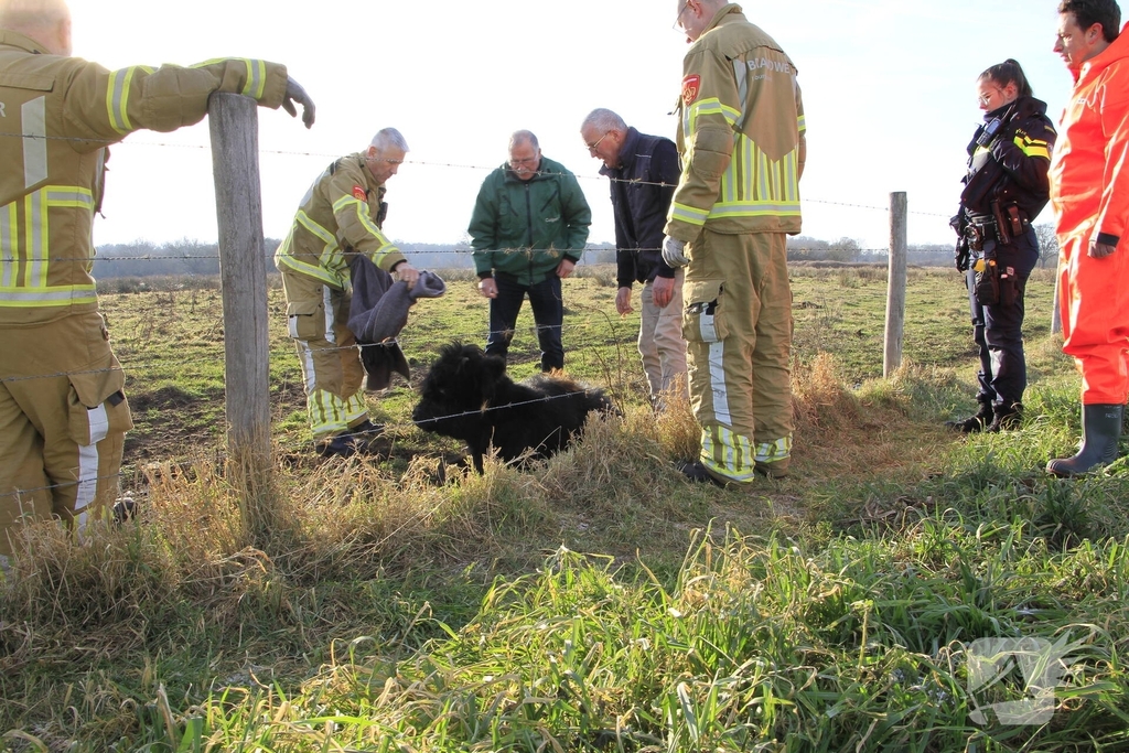 Stier onderkoeld uit ijs gehaald door brandweerlieden