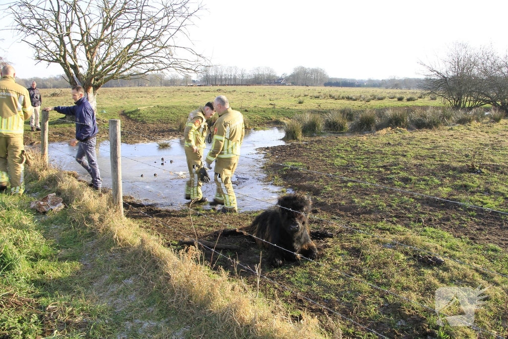 Stier onderkoeld uit ijs gehaald door brandweerlieden
