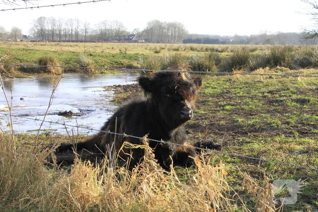 Stier onderkoeld uit ijs gehaald door brandweerlieden