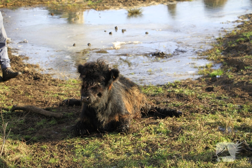 Stier onderkoeld uit ijs gehaald door brandweerlieden