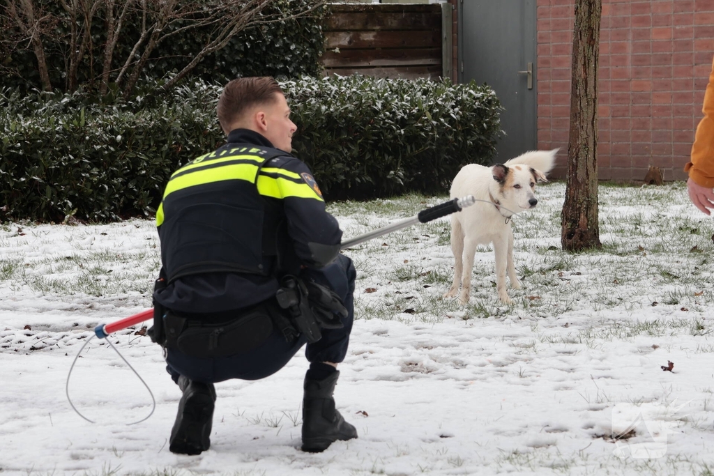 Ontsnapte hond Rylin na kat en muisspel van twee uur gevangen