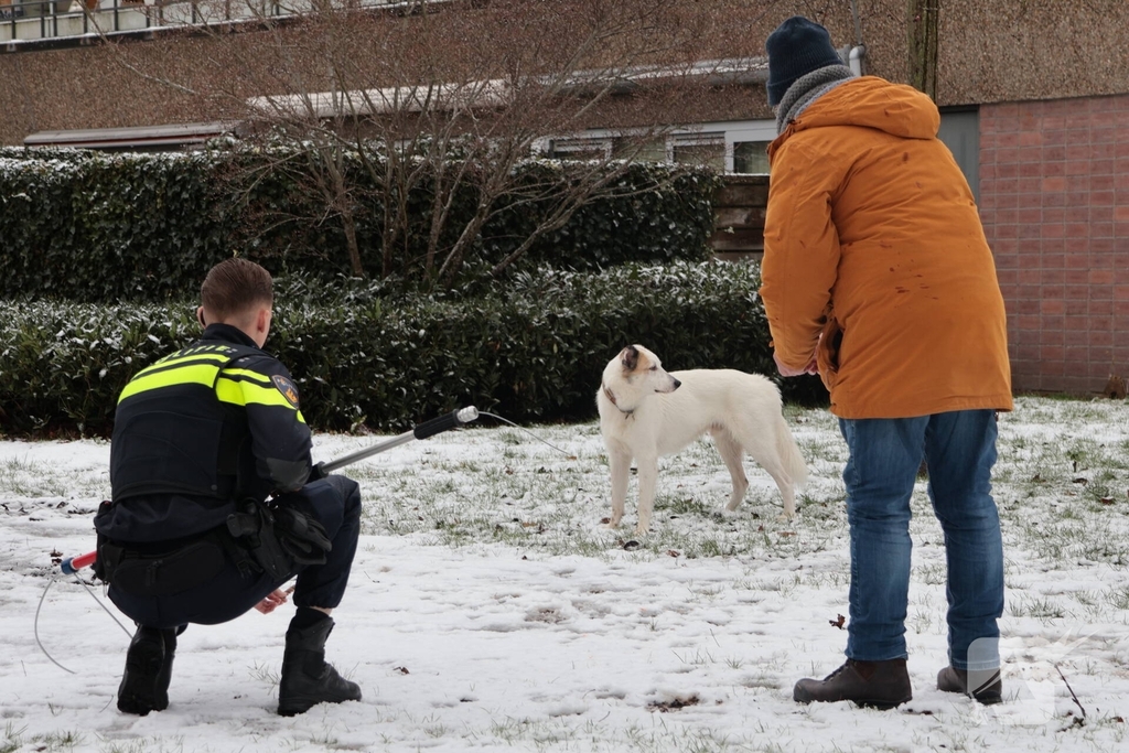 Ontsnapte hond Rylin na kat en muisspel van twee uur gevangen
