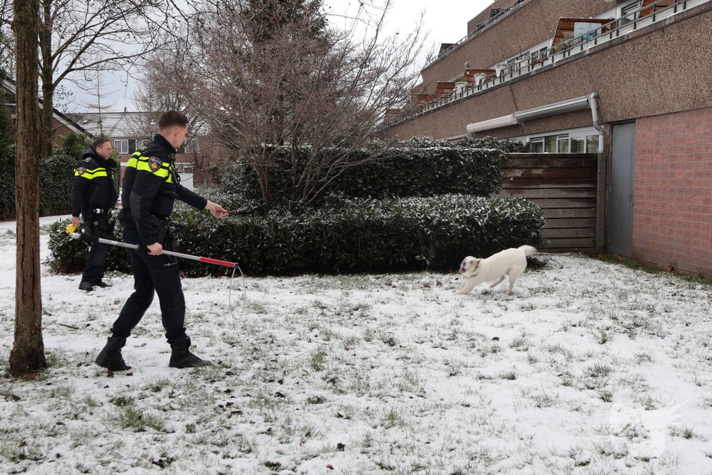 Ontsnapte hond Rylin na kat en muisspel van twee uur gevangen