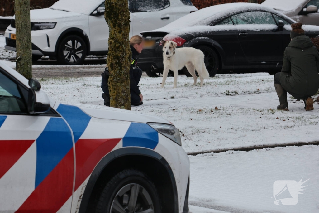 Ontsnapte hond Rylin na kat en muisspel van twee uur gevangen