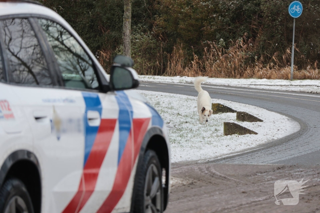 Ontsnapte hond Rylin na kat en muisspel van twee uur gevangen