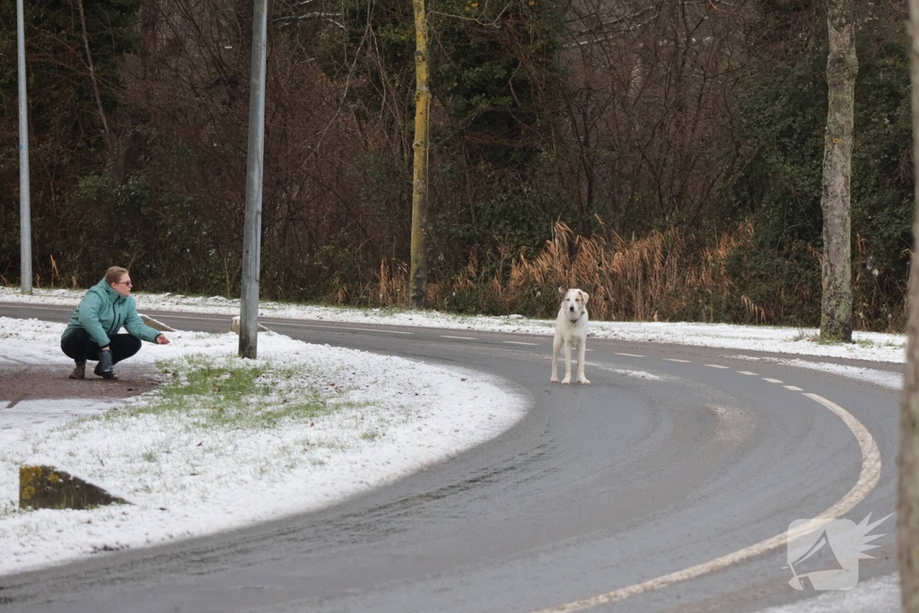 Ontsnapte hond Rylin na kat en muisspel van twee uur gevangen